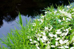 半夏生の頃に花を咲かせる。葉の一部が白くなることから、「半化粧」との説も。