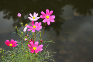 秋の風景を和ませるコスモスの花。